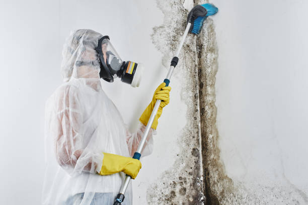 Professional Mold Removal in Heber, UT