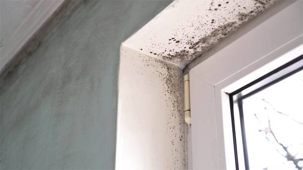 Best Mold Damage Repair  in Heber, UT