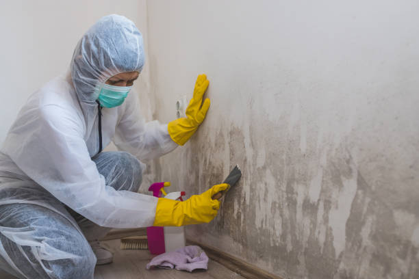 Best Emergency Mold Removal  in Heber, UT