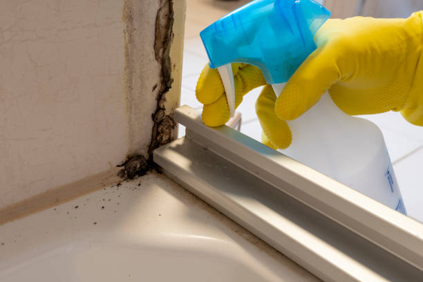 Best Mold Removal Near Me  in Heber, UT