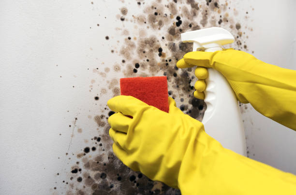 Certified Mold Removal in Heber, UT